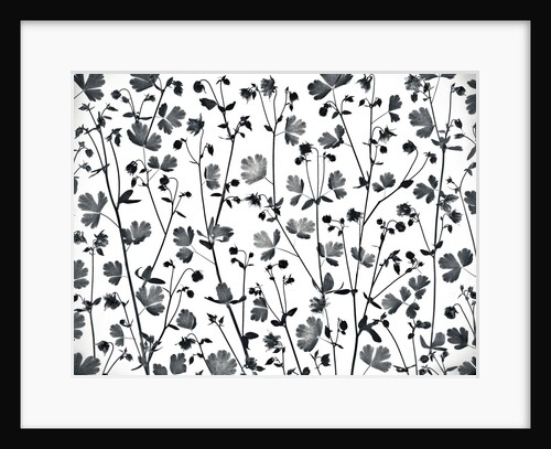 Columbine Aquilegia flowers by Assaf Frank